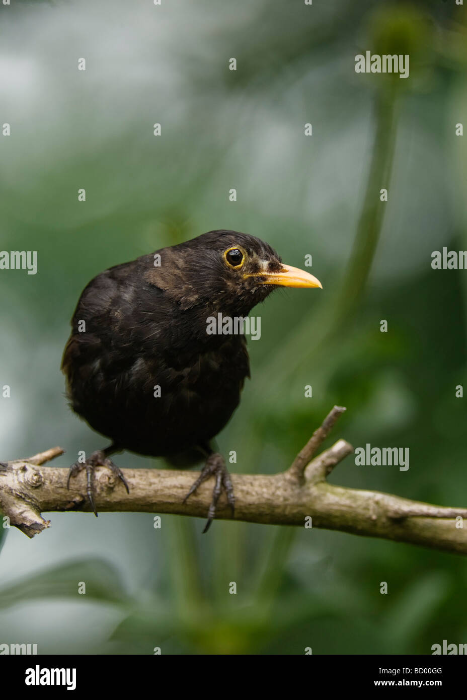 Amsel "Turdus Marula auf Ast. Stockfoto