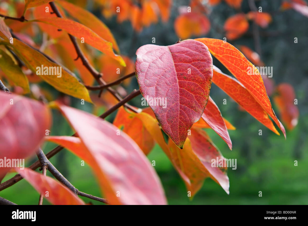 Italien Latium Landschaft Quitte Baum Blatter Im Herbst Stockfotografie Alamy
