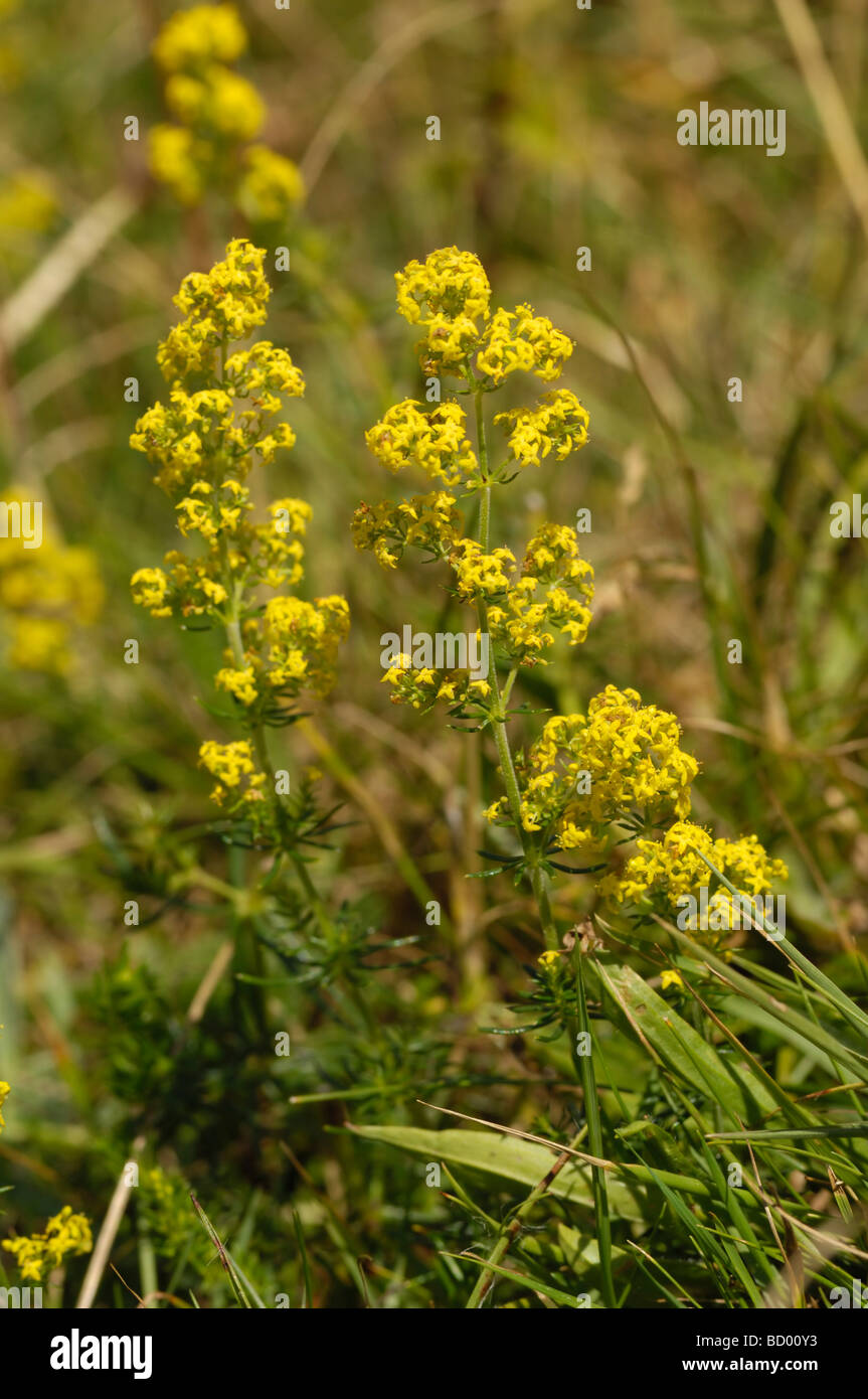 Lady's Labkraut, Galium Verum, Wildblumen Solway Küste in der Nähe von Knockbrex, Dumfries & Galloway, Schottland Stockfoto