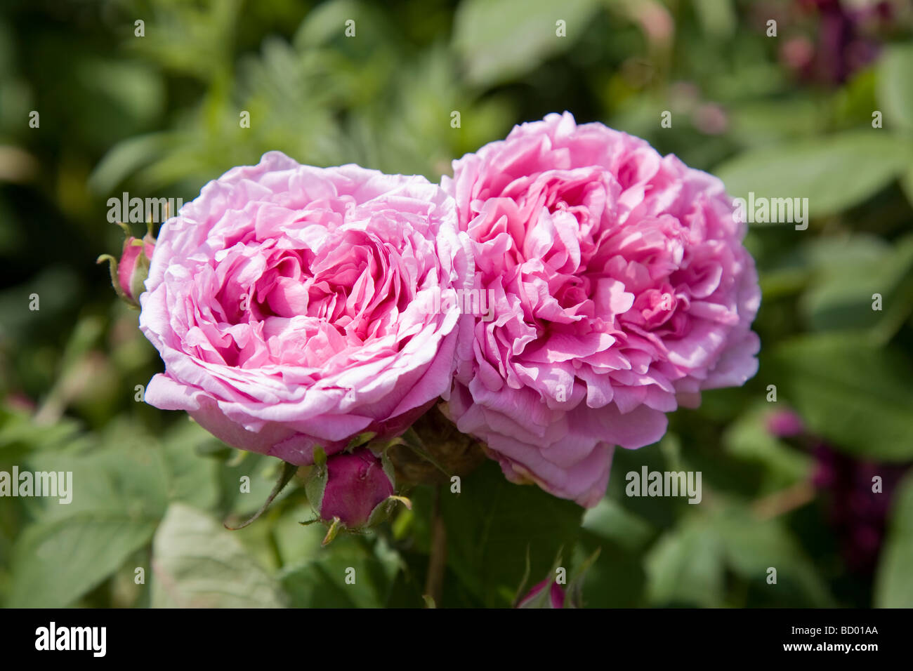 Rosen Fur Den Garten Stockfotos Und Bilder Kaufen Alamy