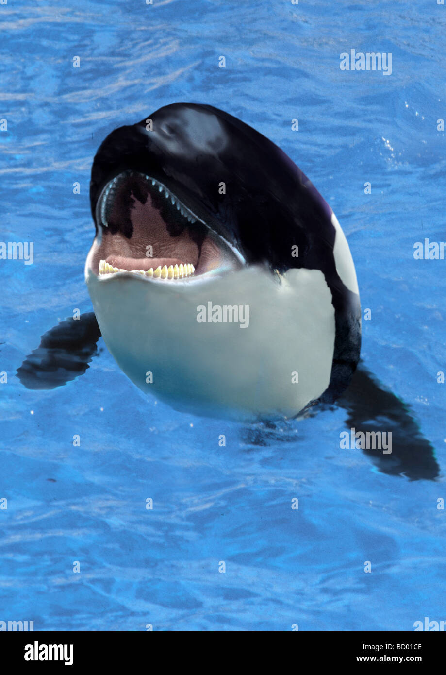 Killerwal (Orcinus Orca) Mit offenem Mund aus dem Wasser schauen Stockfoto