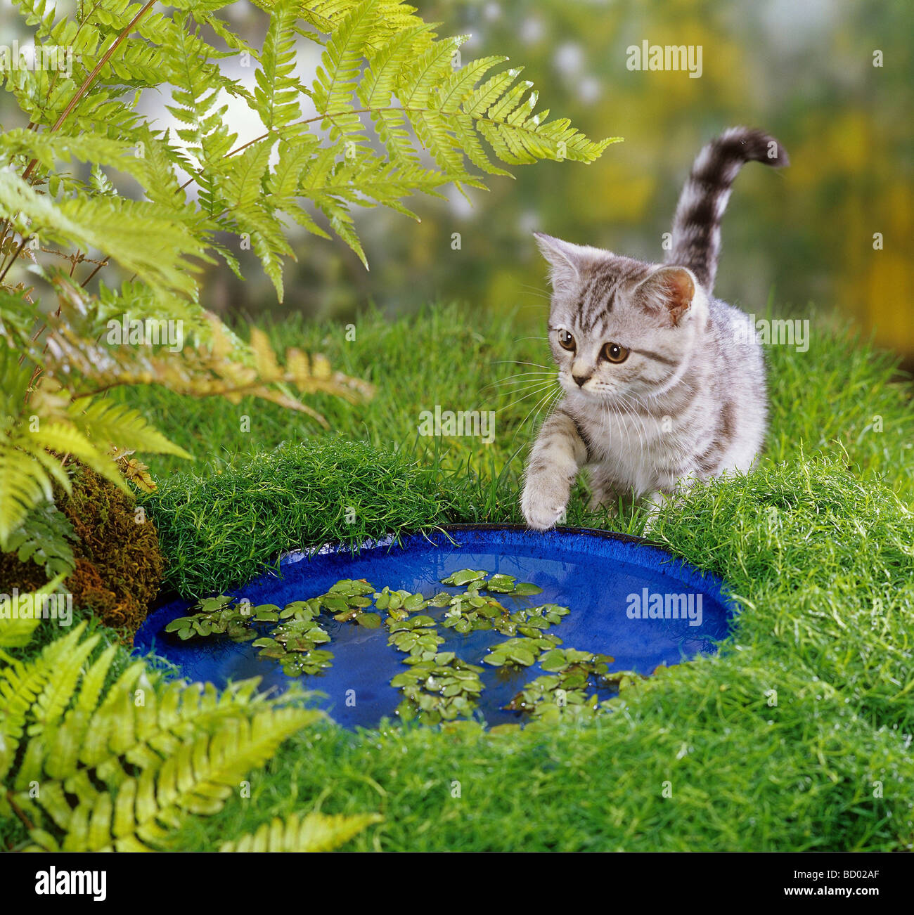 Britisches Kurzhaar. Ein Kätzchen (Silbertabby), das einen kleinen Gartenteich erkundet Stockfoto