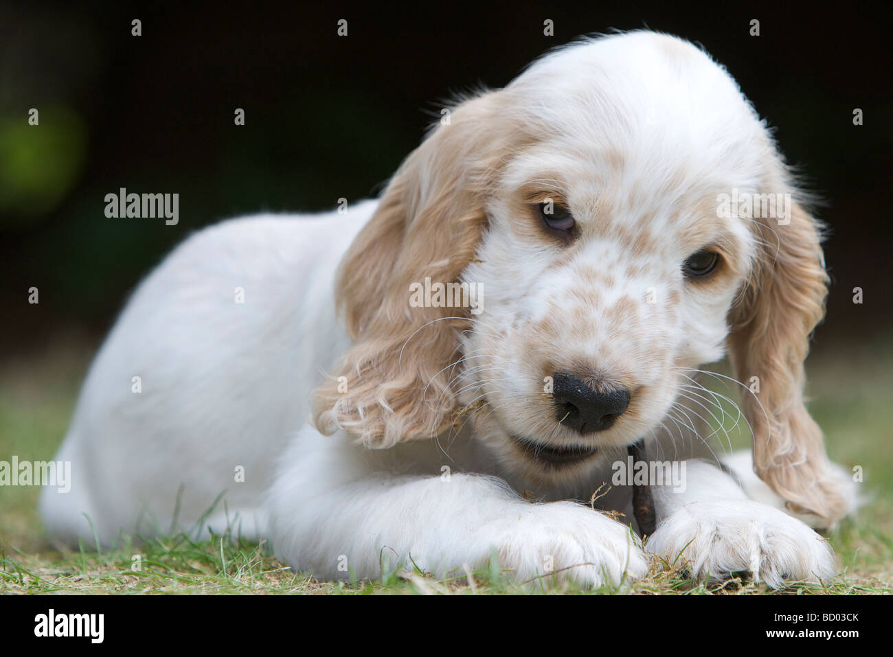 Orange Roan English Cocker Spaniel Welpen im Alter von zwölf Wochen draußen spielen. Stockfoto