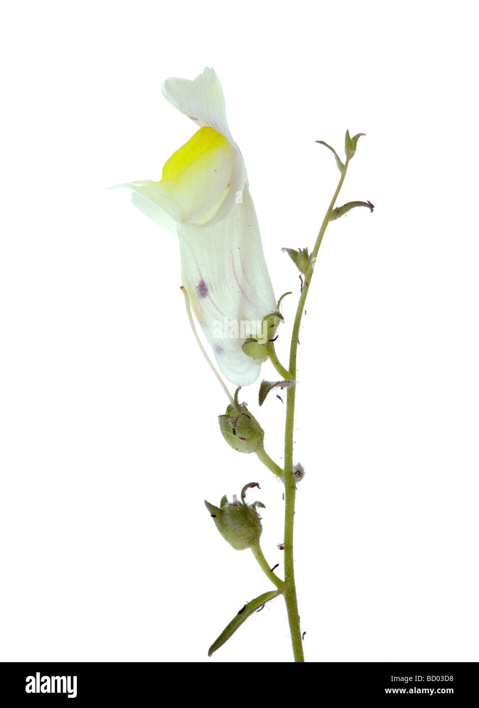 Antirrhinum Blume Stockfoto
