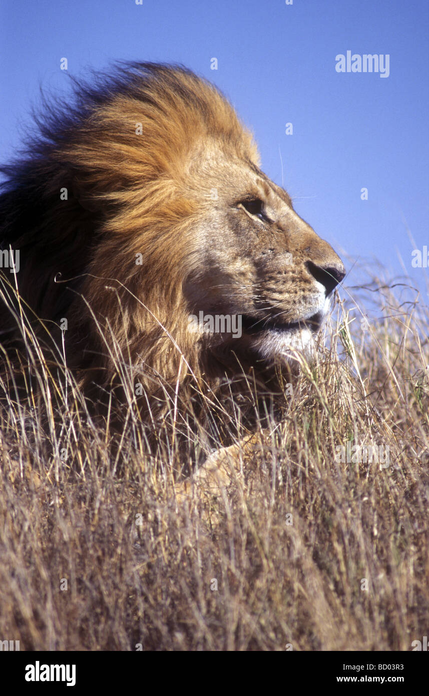 Porträt-Profil der männlichen Löwen mit feinen Mähne Serengeti Nationalpark Tansania Ostafrika Stockfoto