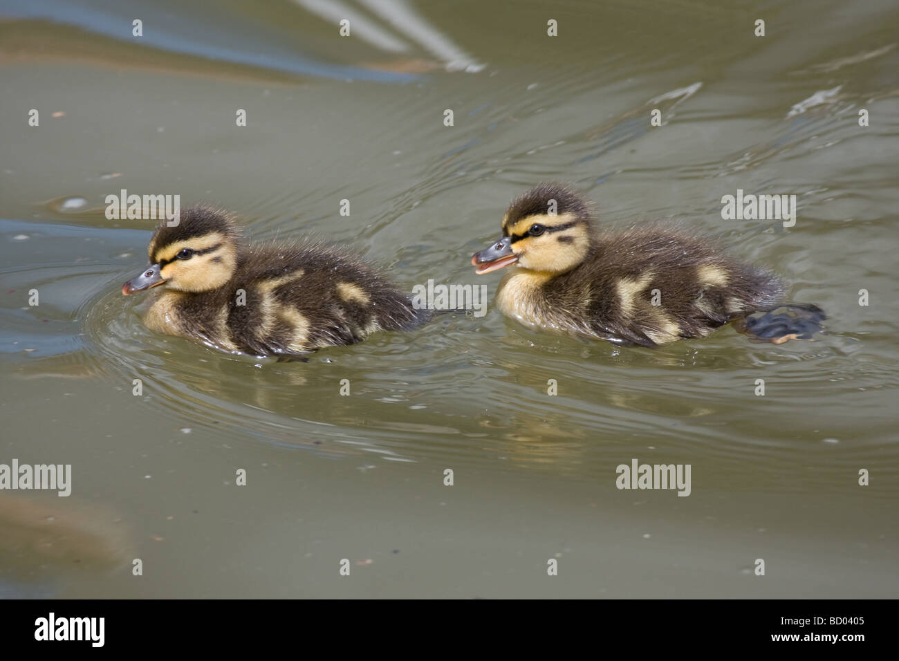 Schwimmen Schwimmen paddeln Entenküken Vogel Wildgeflügel Allington Fluss Medway Kent England uk Europa Stockfoto