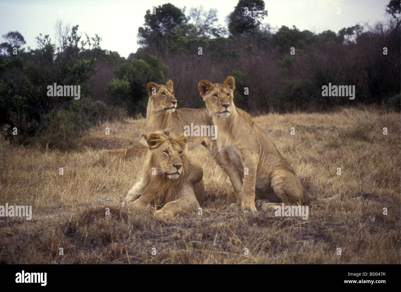 Drei junge männlichen Löwen beobachten Beute eine große Zyste wächst auf Termite Mound Masai Mara National Reserve Kenia Afrika zu warnen Stockfoto