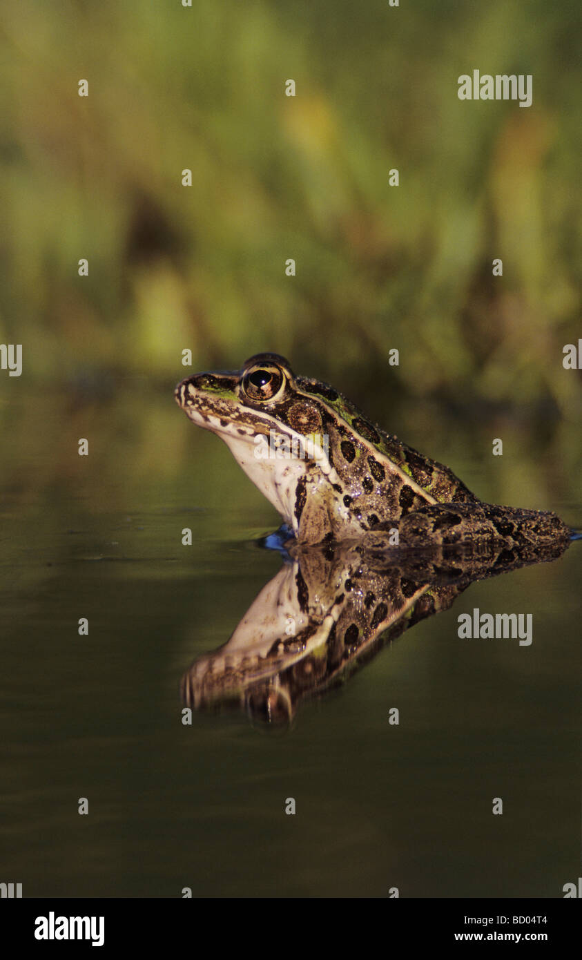 Südlichen Leopard Frog Rana Utricularia Erwachsenen Willacy County Rio Grande Valley Texas USA Mai 2004 Stockfoto