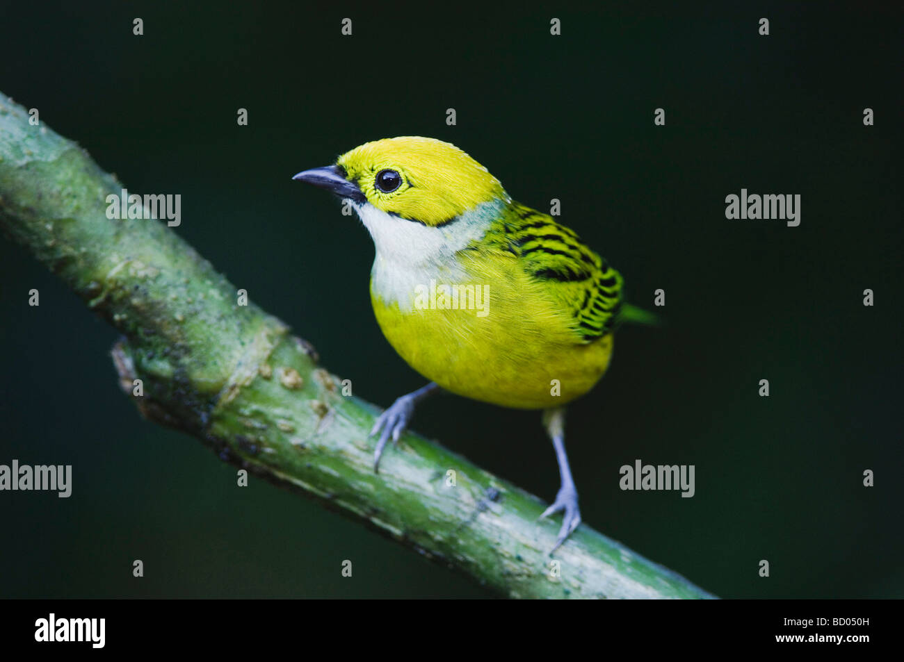 Silber-throated Tanager Tangara Icterocephala Erwachsenen thront Zentraltal Costa Rica Mittelamerika Dezember 2006 Stockfoto