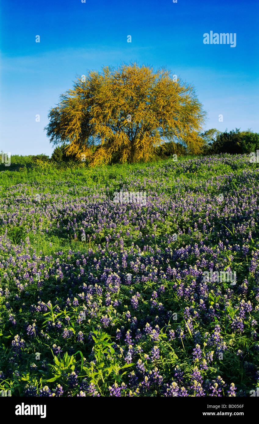 Texas Bluebonnet Lupinus Texensis und Huisache Baum Acacia Farnesiana blühen San Antonio Texas USA Stockfoto