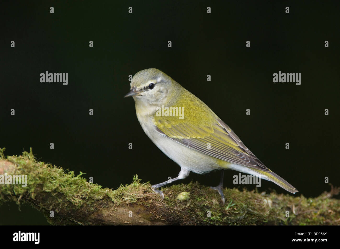 Tennessee Warbler Vermivora Peregrina Erwachsenen thront Zentraltal Costa Rica Mittelamerika Dezember 2006 Stockfoto