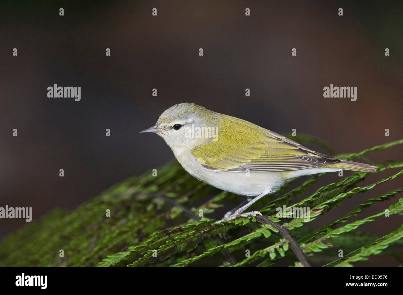Tennessee Warbler Vermivora Peregrina Erwachsenen thront auf Baumfarn Zentraltal Costa Rica Mittelamerika Dezember 2006 Stockfoto