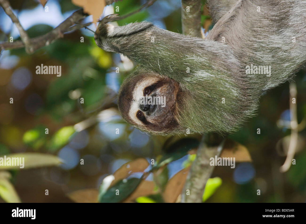 Braun throated drei toed Sloth Bradypus Variegatus männlichen Manuel Antonio National Park Central Pacific Coast Costa Rica Stockfoto