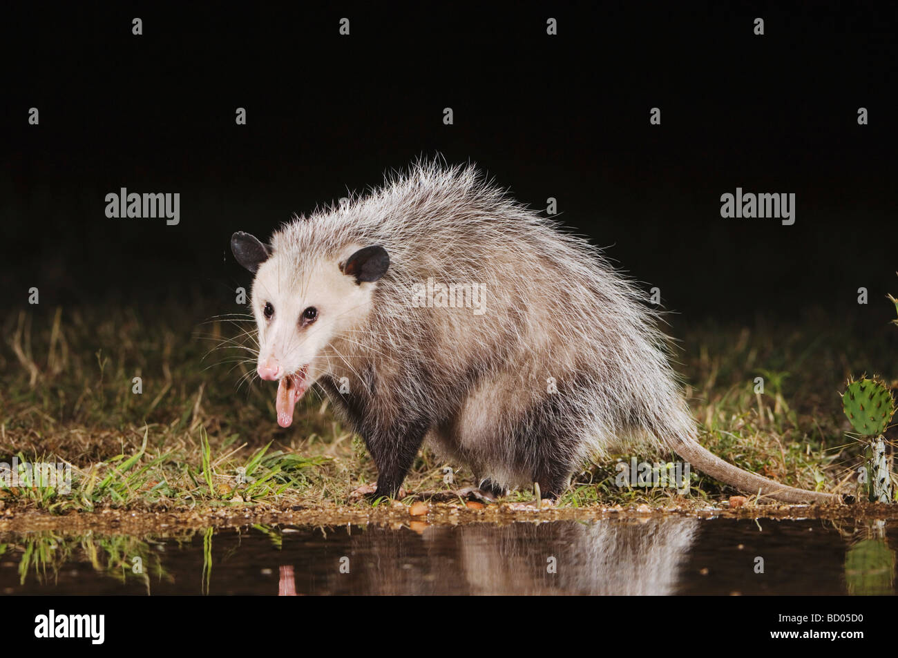 Virginia Opossum Didelphis Virginiana Erwachsenen nachts trinken Uvalde County Hill Country, Texas USA April 2006 Stockfoto