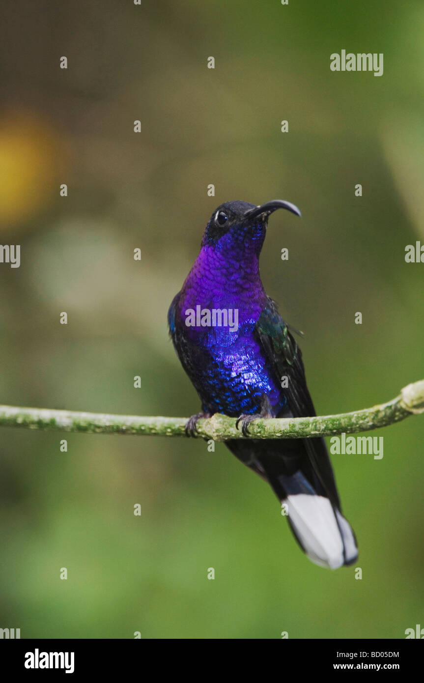 Violette Sabrewing Campylopterus Hemileucurus männlich thront Zentraltal Costa Rica Mittelamerika Dezember 2006 Stockfoto