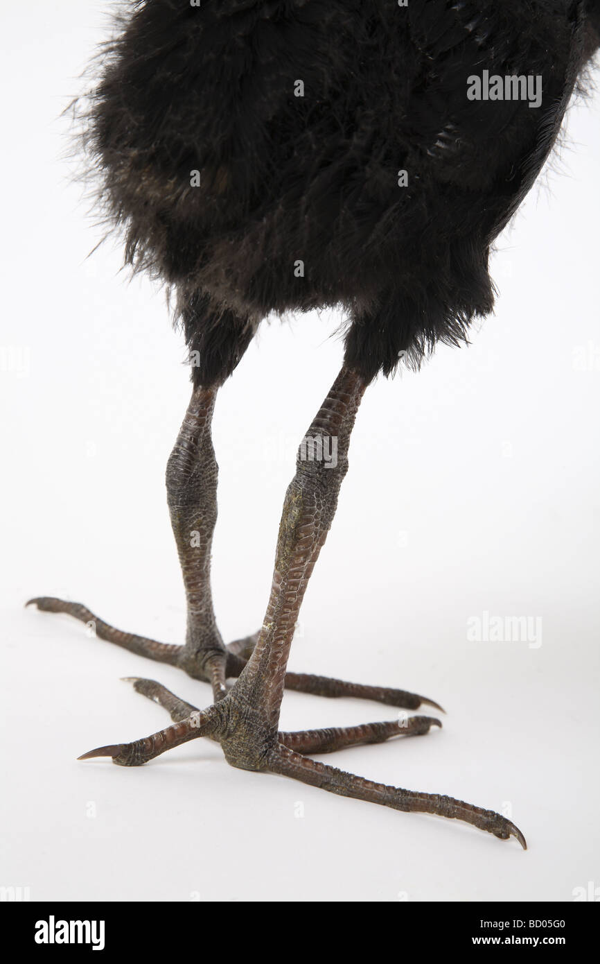 Juvenile native Sumpf Henne, ursprünglich aus Neuseeland Stockfoto