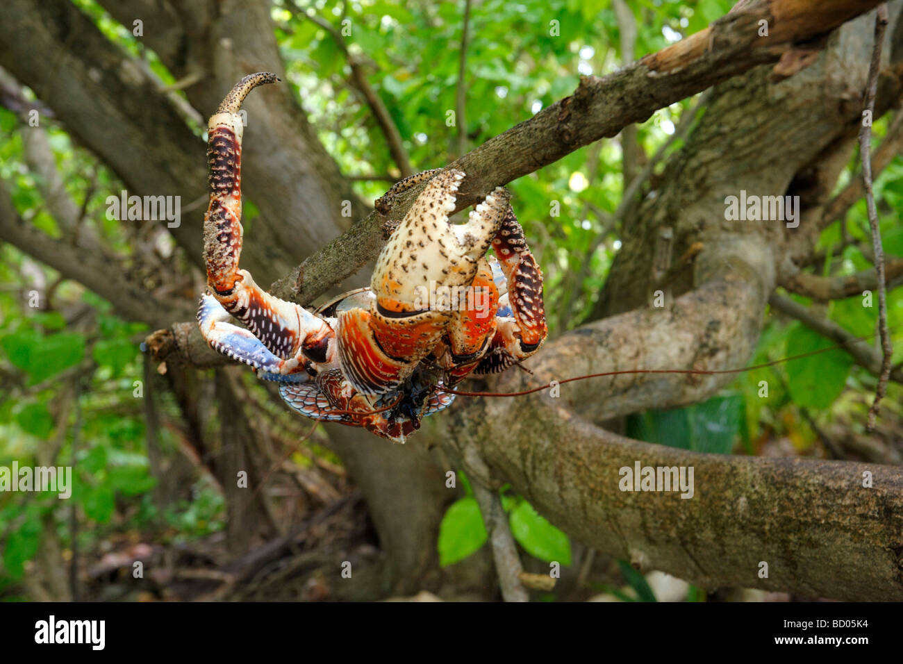 Coconut Crab, Fakarava, Tuamotu-Archipel, Französisch-Polynesien Stockfoto