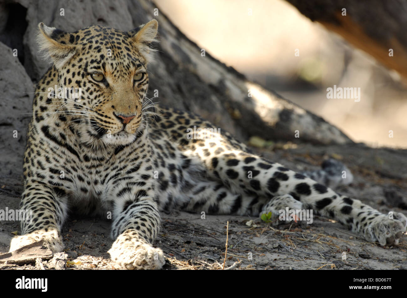 Stock Foto von einem Leoparden ruht im Schatten eines Baumes, Linyanti, Botswana, 2007. Stockfoto