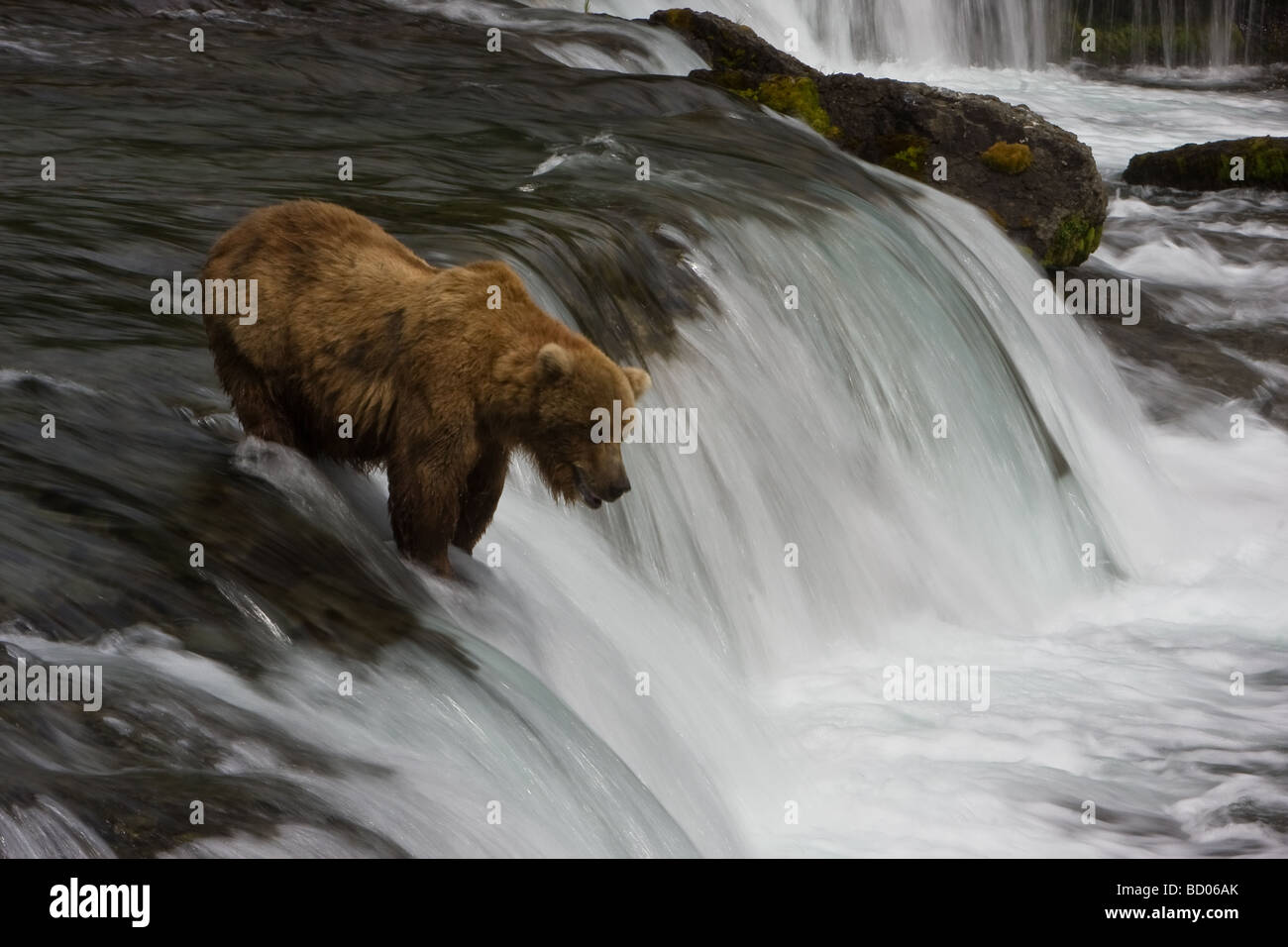 Eine Langzeitbelichtung verwischt das Wasser des Brooks Falls im Katmai Nationalpark Alaska wo ein Braunbär (Ursus Arctos) für Fisch aussieht. Stockfoto