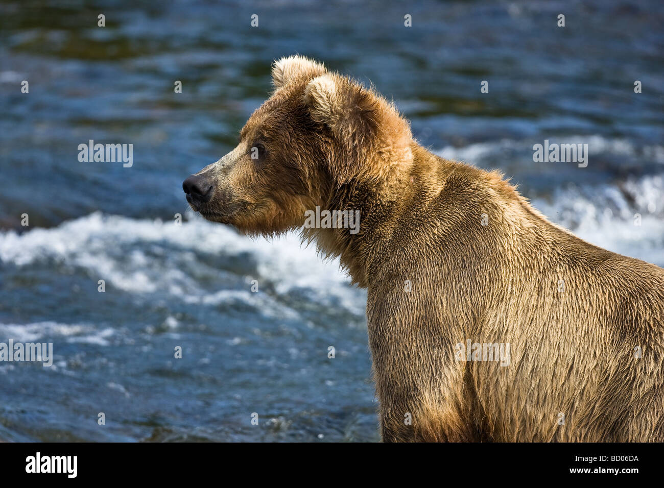 Eine weibliche Braunbären (Grizzly Bear) (Ursus Arctos) sucht nach Lachs im Brooks River des Katmai Nationalpark, Alaska. Stockfoto