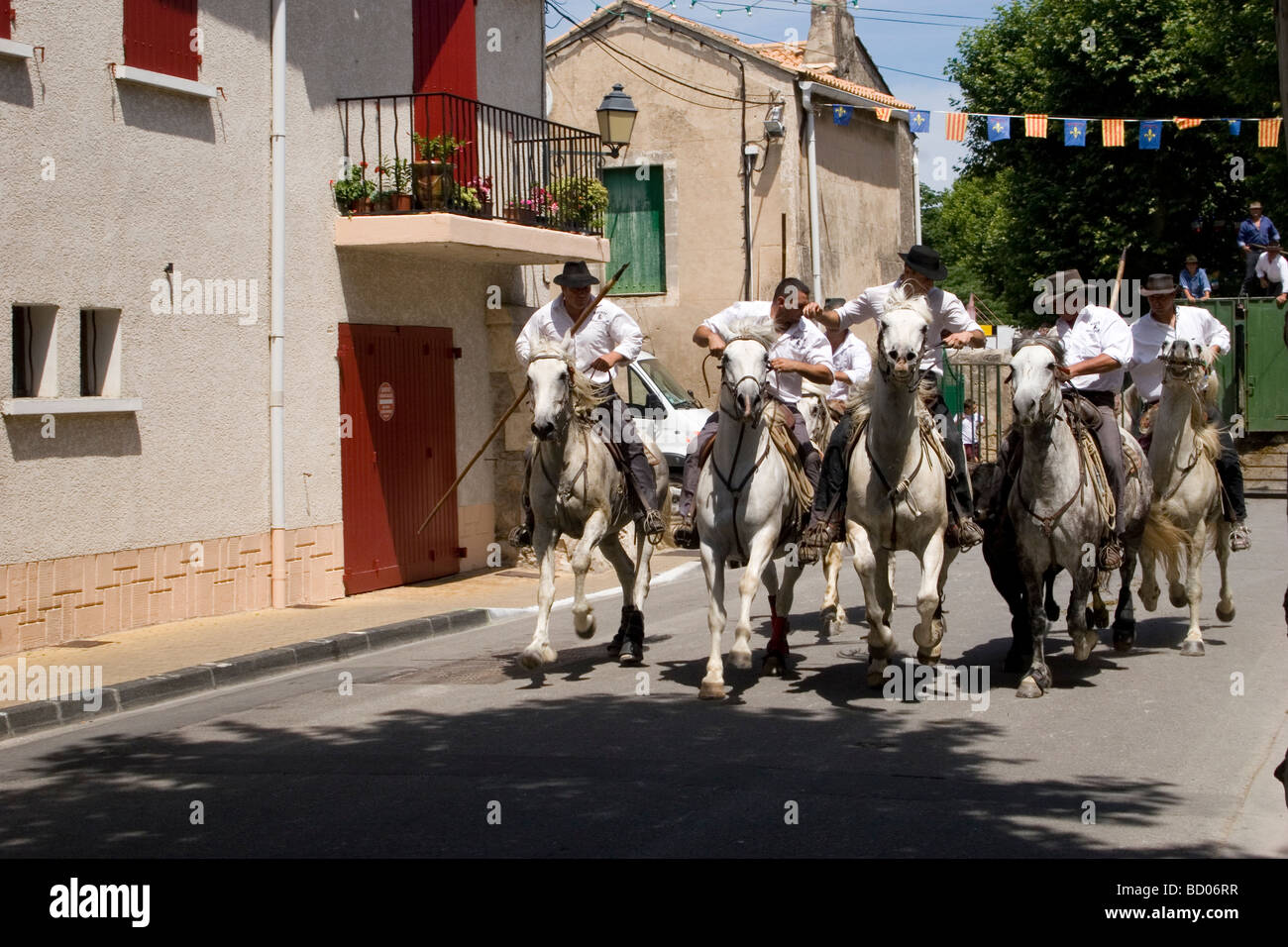 Camargue-Wächter auf ihren weißen Pferden Herde der schwarzen Stiere durch die Straßen auf dem Weg zu der Stierkampfarena Stockfoto