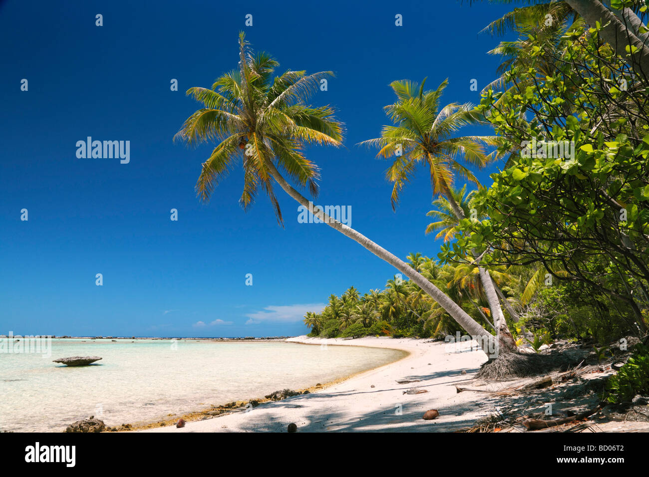 Strand in Rangiroa, Tuamotu-Archipel, Französisch-Polynesien Stockfoto