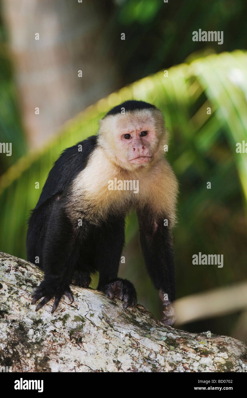 Weißes Gesicht Kapuziner Cebus Capucinus Erwachsene auf Palme Manuel Antonio National Park zentrale Pazifikküste Costa Rica Stockfoto