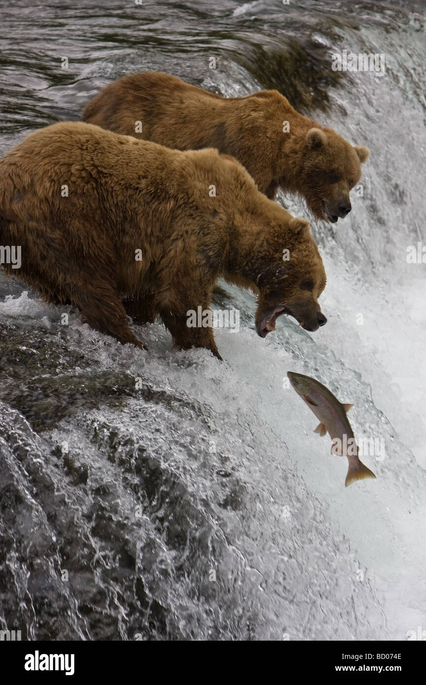 Ein Braunbär (Ursus Arctos) erreicht einen springenden Lachs an den Brooks Falls, Katmai Nationalpark, Alaska zu fangen. Stockfoto