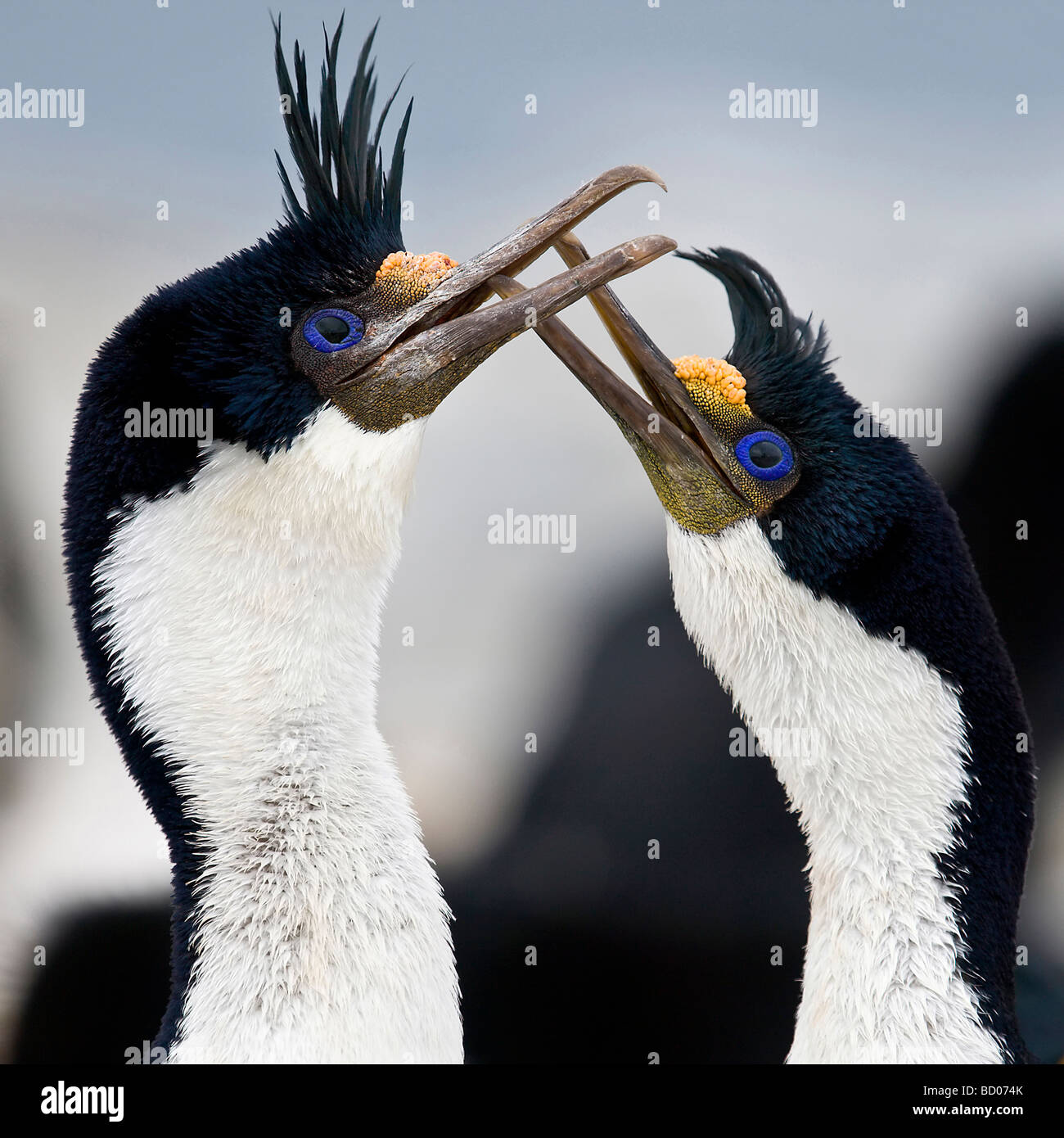 Imperial Shags paar-Bindung mit vielen Rechnung Klappern Aktivität Stockfoto