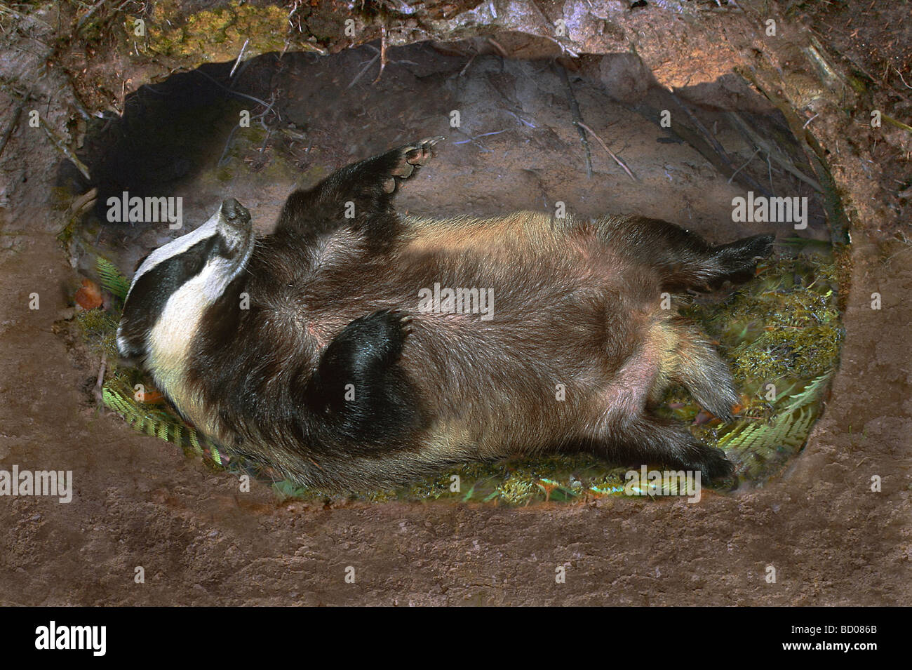 Juwelierholdinge Dachs (Meles Meles) in seiner Höhle zu schlafen Stockfoto