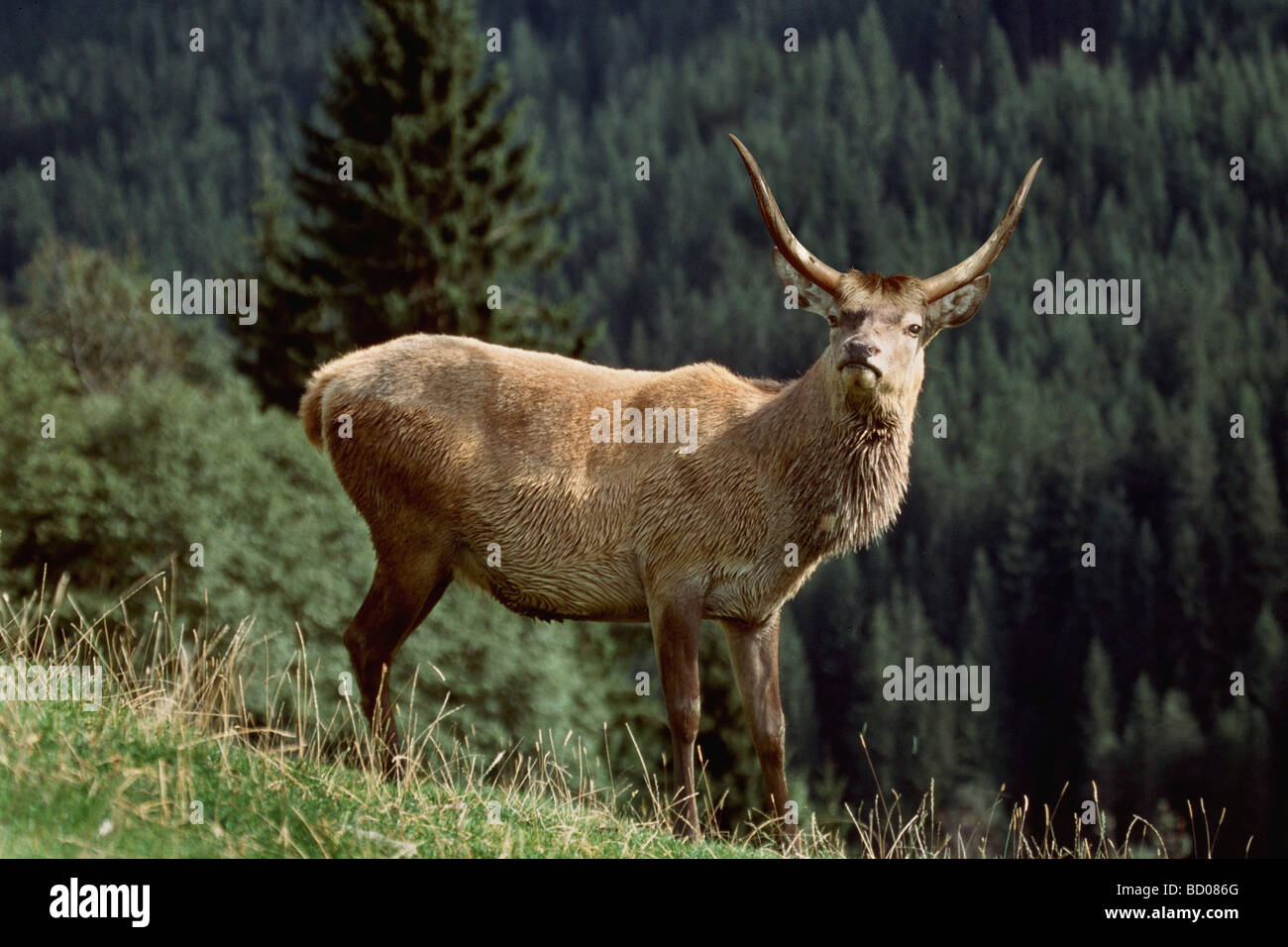 Fabelwesen Stockfoto