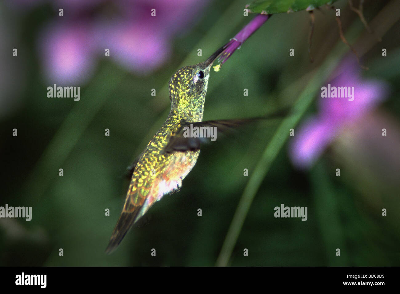 Hellodoxa Leadbeteri / violett fronted brillante Kolibri Stockfoto