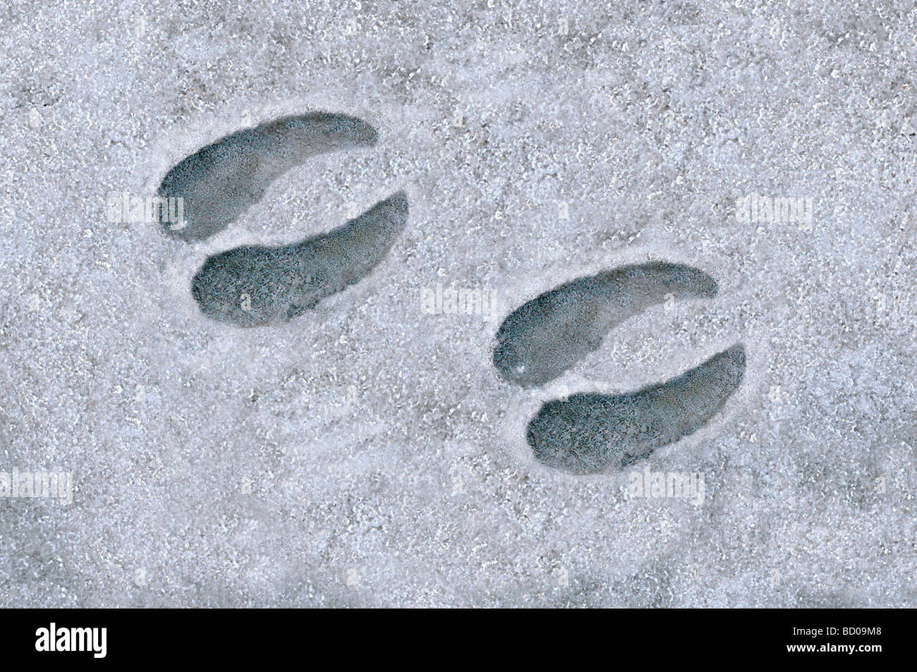 Reh (Capreolus capreolus). Spuren im Schnee. Stockfoto