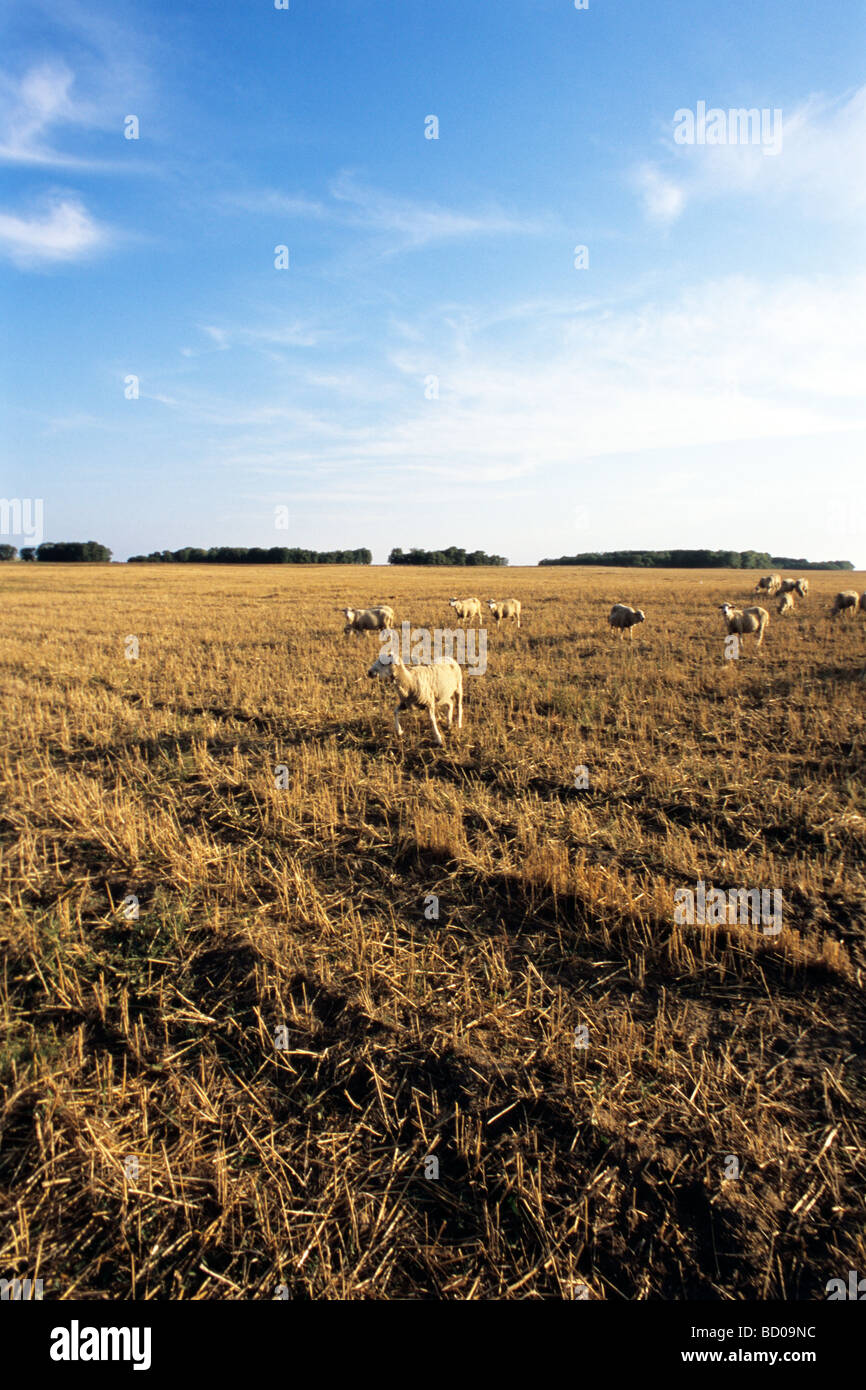 Schafe im Getreidefeld bei blauem Himmel im Hintergrund Stockfoto