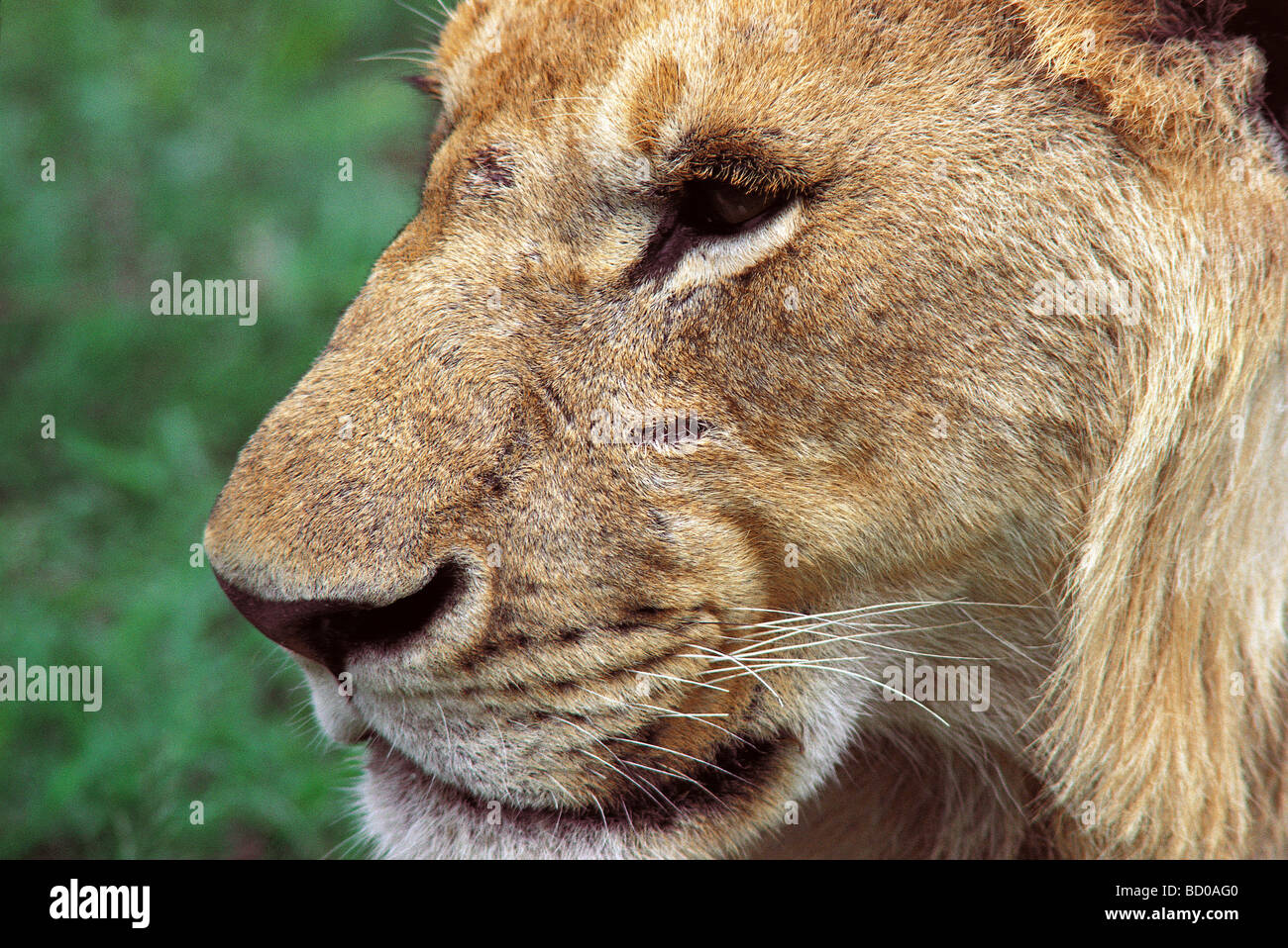 Nahaufnahme des Gesichts der jungen männlichen Löwen zeigt Schnurrhaare Whisker Spots und Gesicht Narbe Masai Mara National Reserve Kenia in Ostafrika Stockfoto