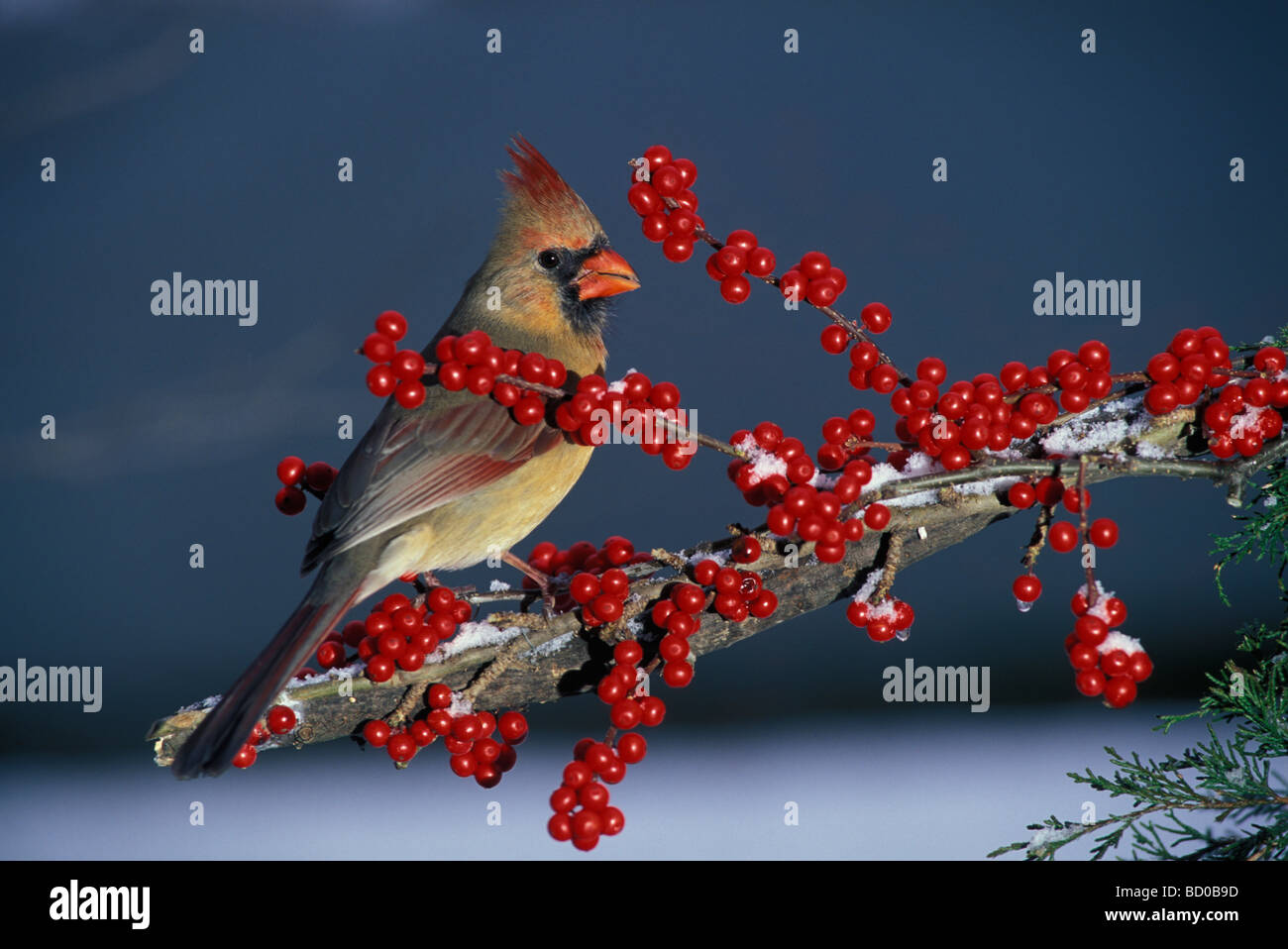 Weiblich-Kardinal auf Ast mit leuchtend roten Beeren im winter Stockfoto