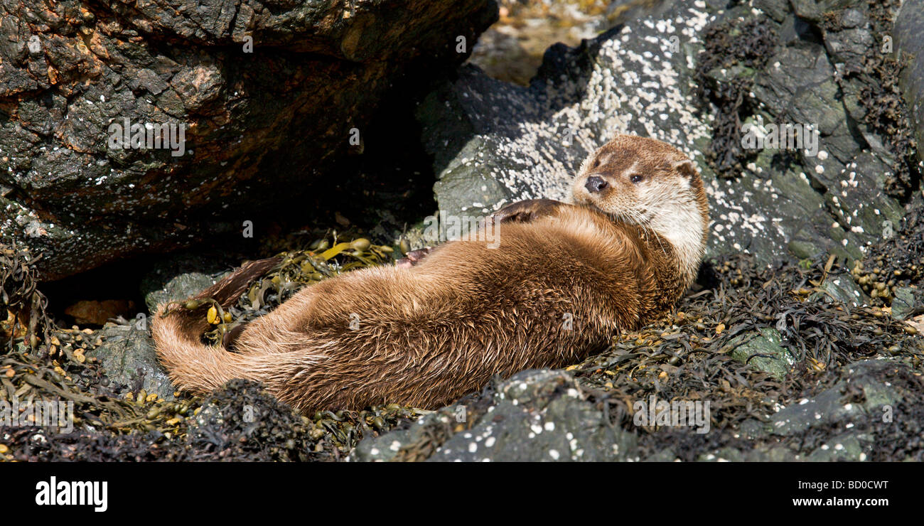 Hund Otter, Shetland-Inseln Stockfoto