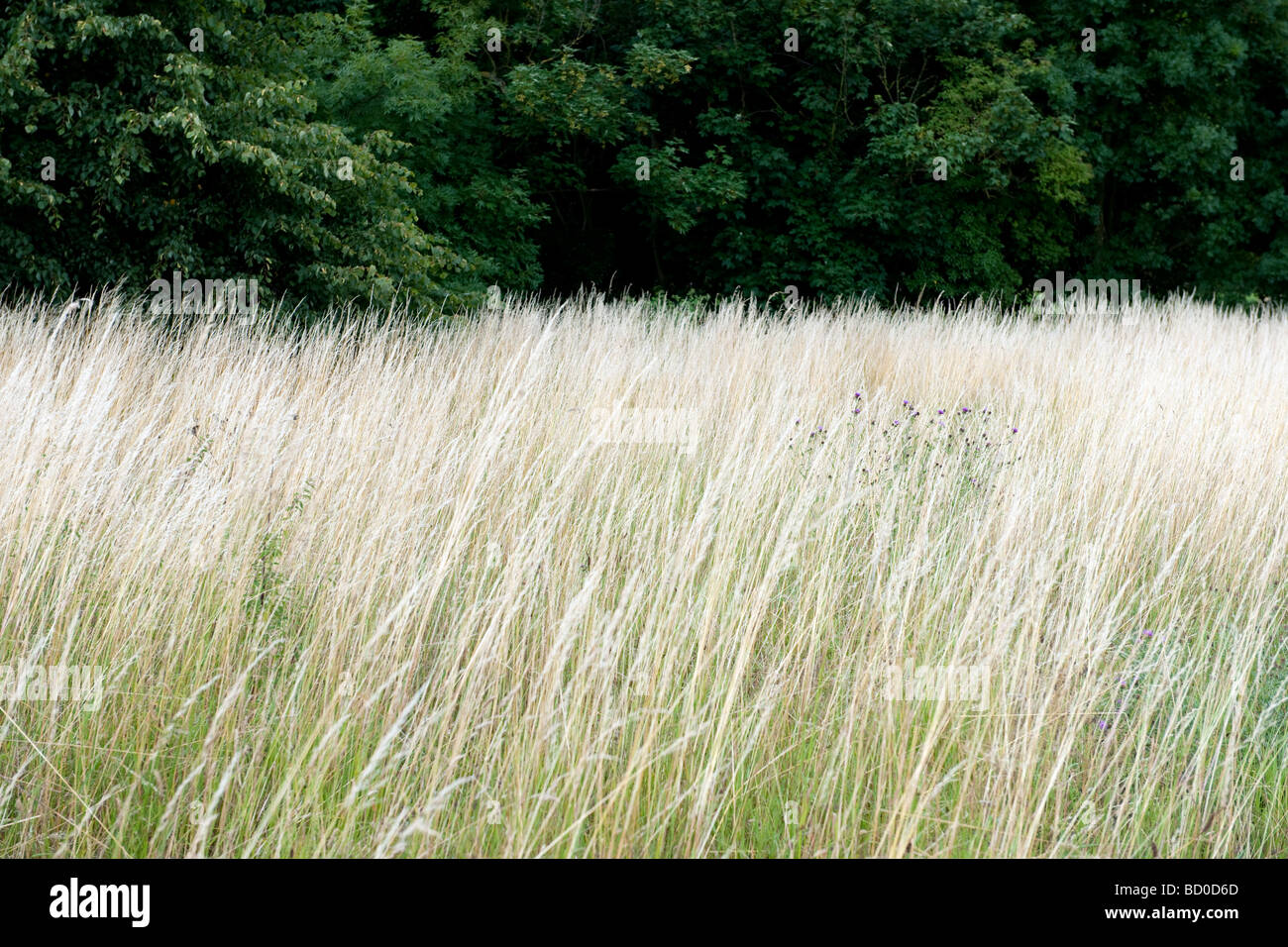 Ein Feld lange Gras an einem sonnigen Tag Stockfoto