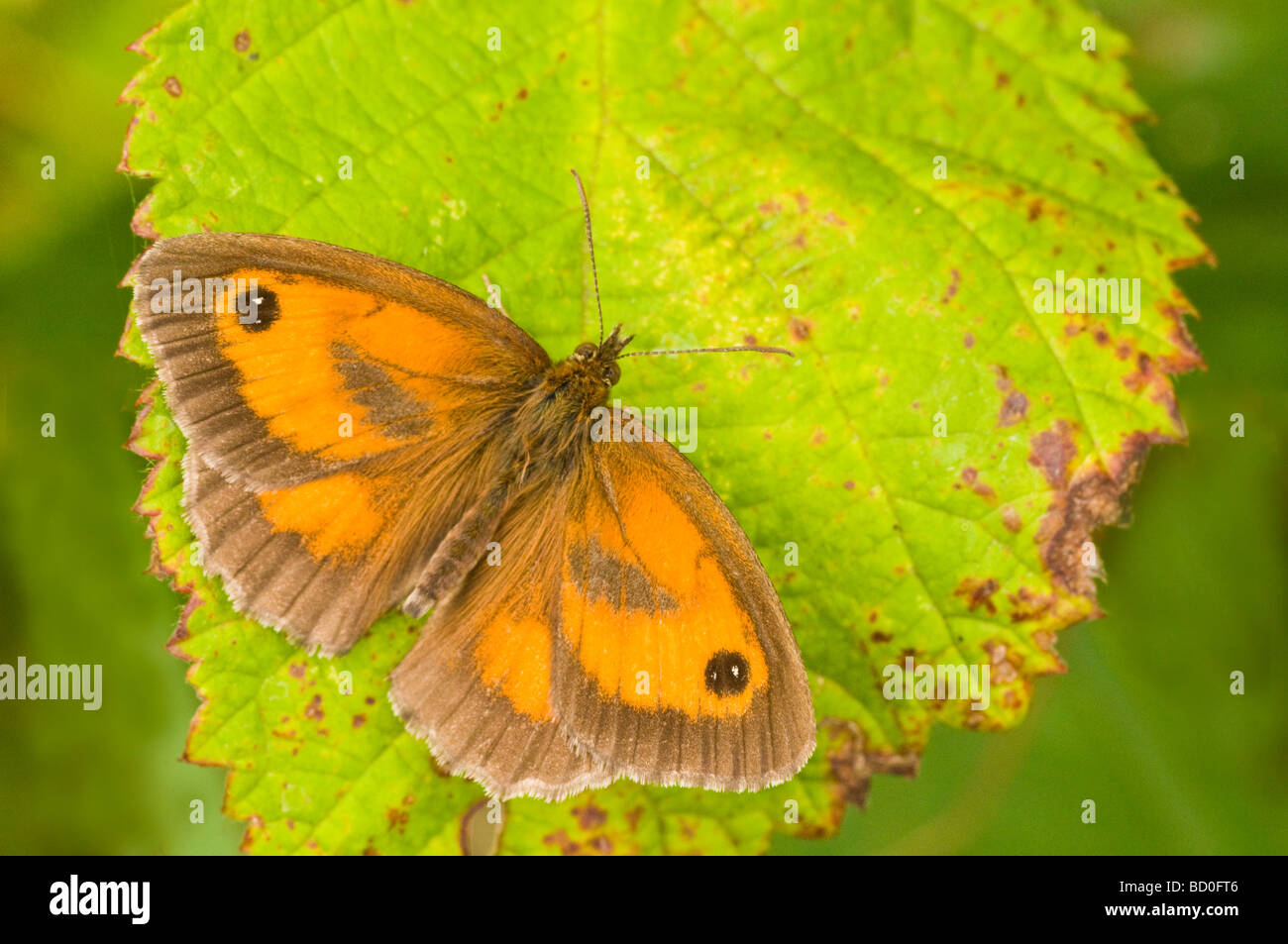 Gatekeeper Pyronia Tithonus Schmetterling ruht auf einem Blatt Bramble Stockfoto