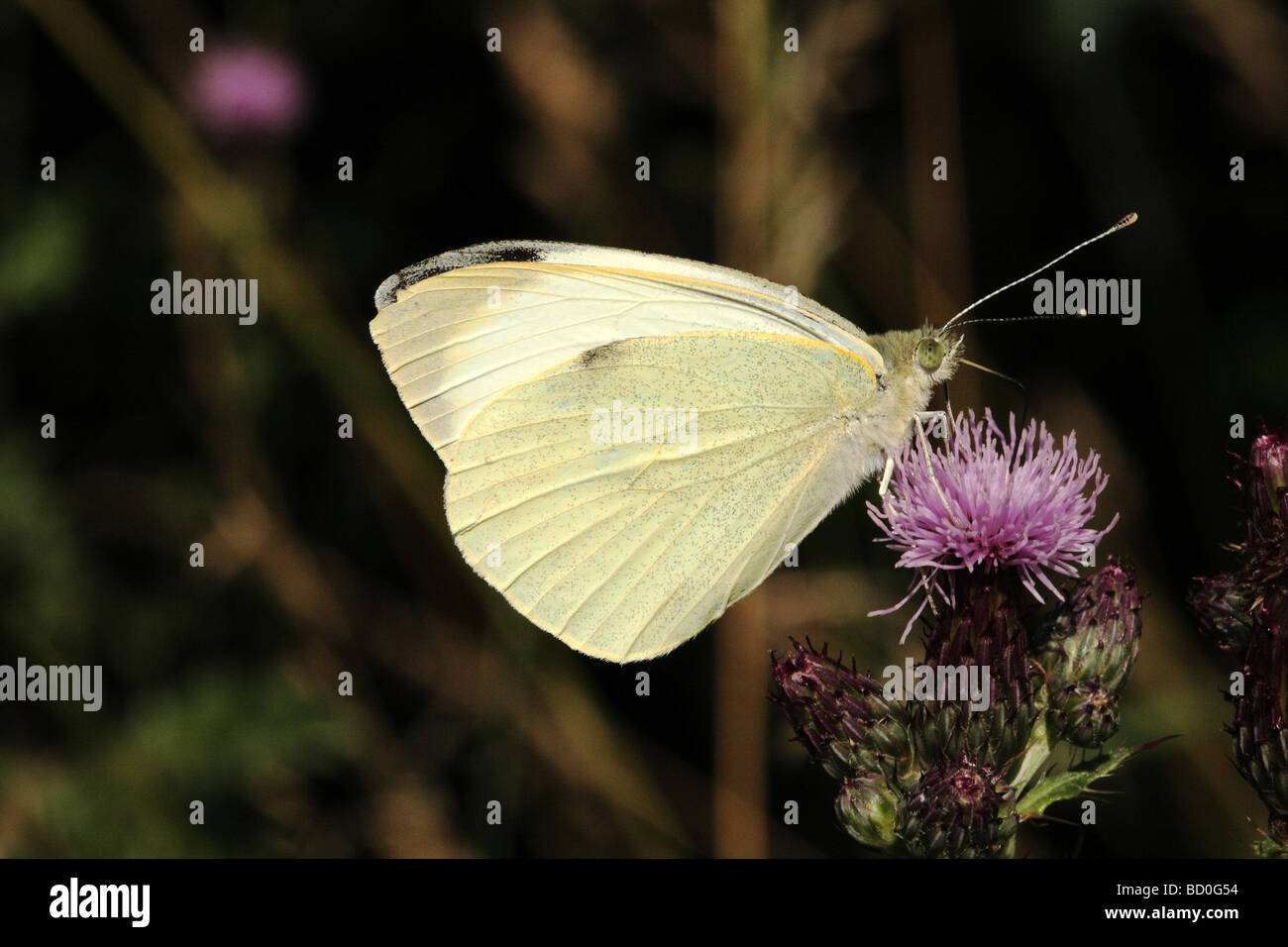 Kleine weiße Schmetterling Pieris Rapae Familie Pieridae auf Creeping Thistle Cirsium Arvense auch bekannt als der kleine Kohlweißling Stockfoto