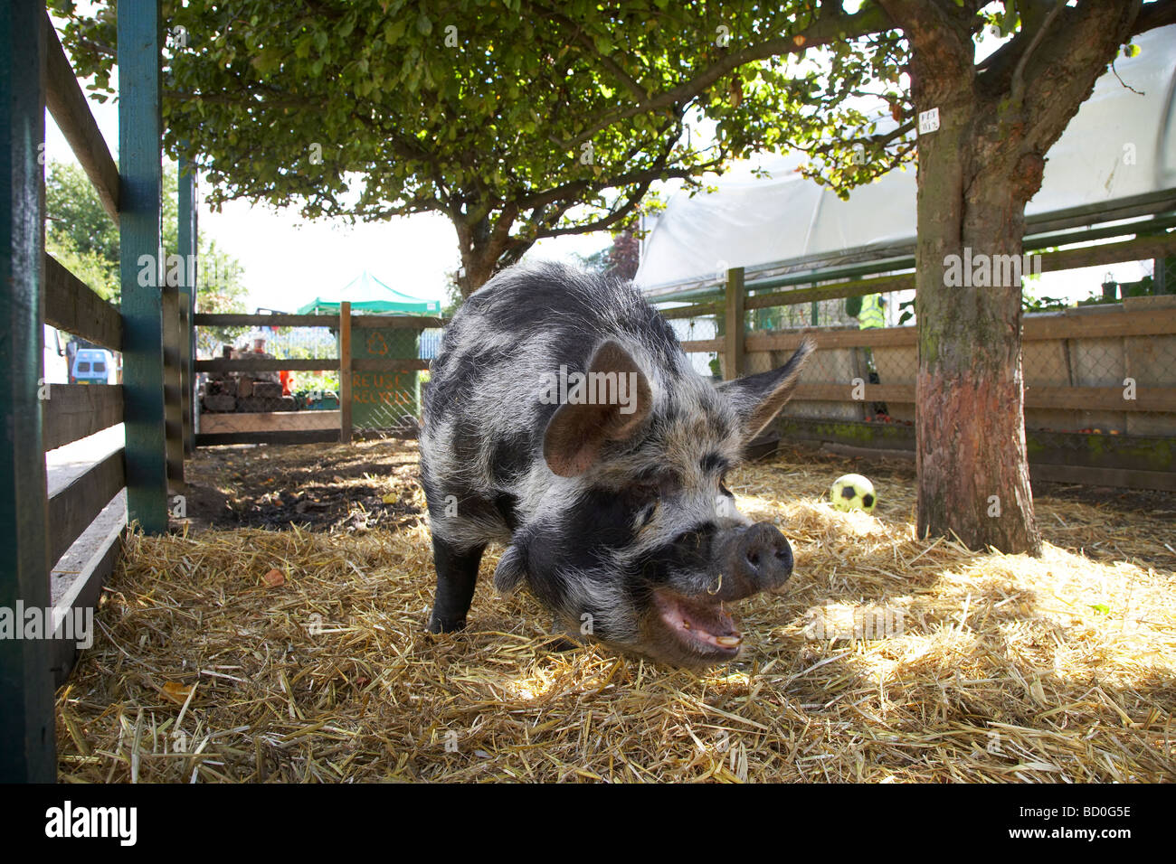 Schwarz und weiß behaart Schwein in einem Stift auf einem Stadtbauernhof Stockfoto