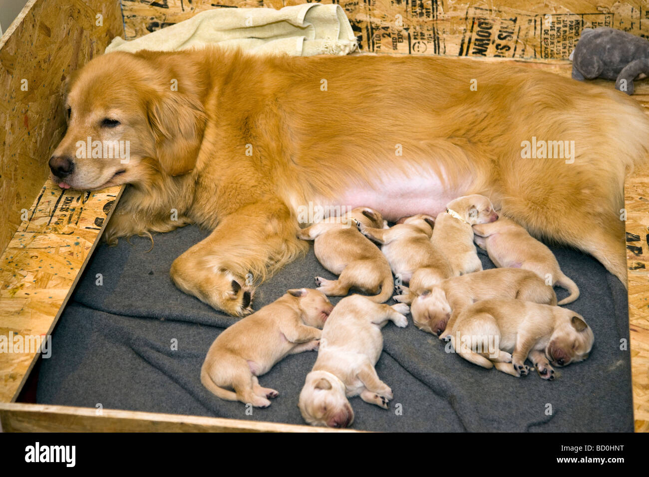 Ein Golden Retriever Krankenschwestern ihre acht junge Welpen Stockfoto