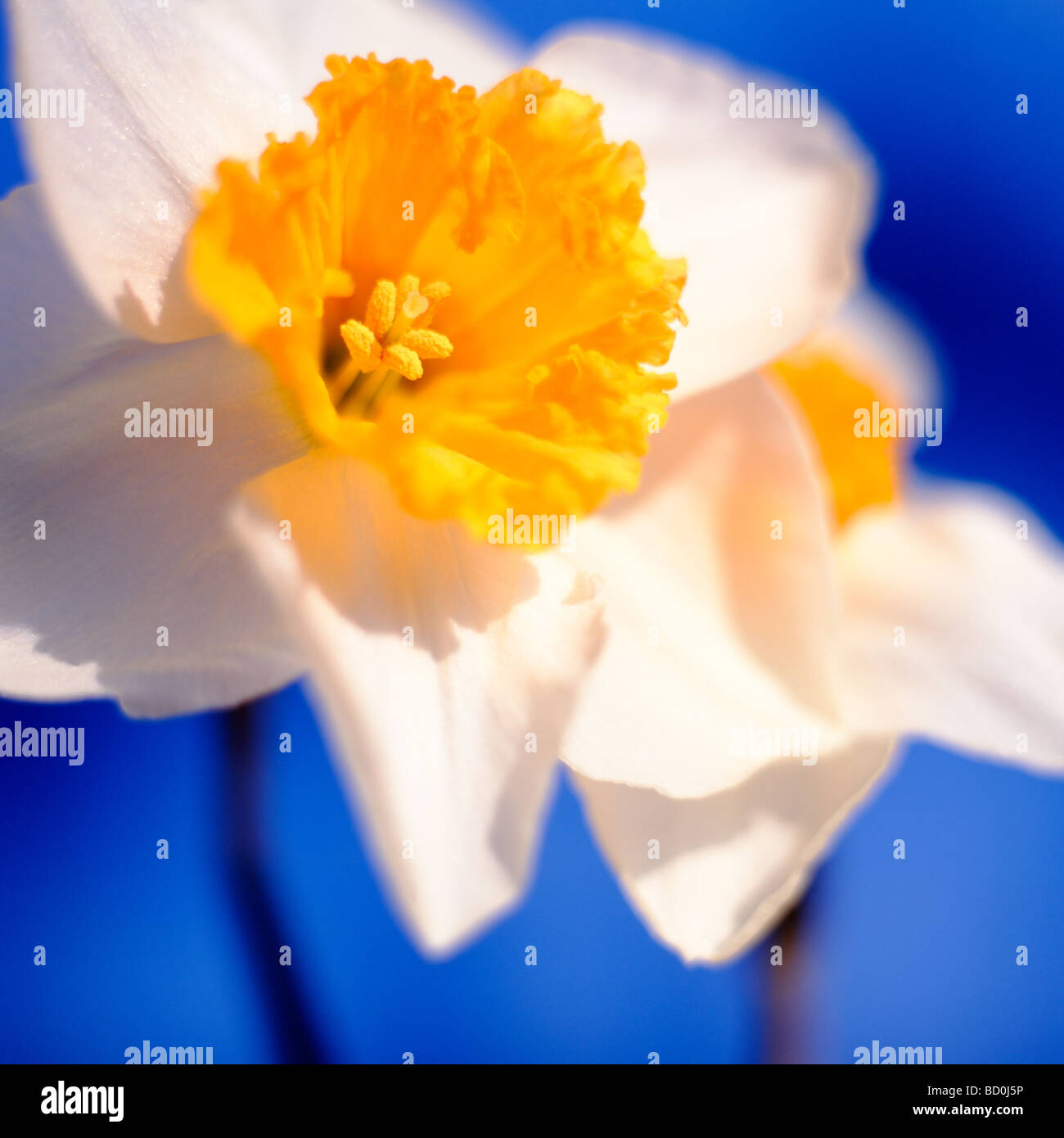 schönen Frühling Narzissen der Inbegriff des Frühlings Kunstfotografie Jane Ann Butler Fotografie JABP289 Stockfoto