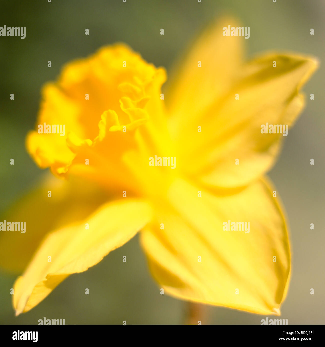 schönen Frühling Narzisse der Inbegriff des Frühlings Kunstfotografie Jane Ann Butler Fotografie JABP287 Stockfoto