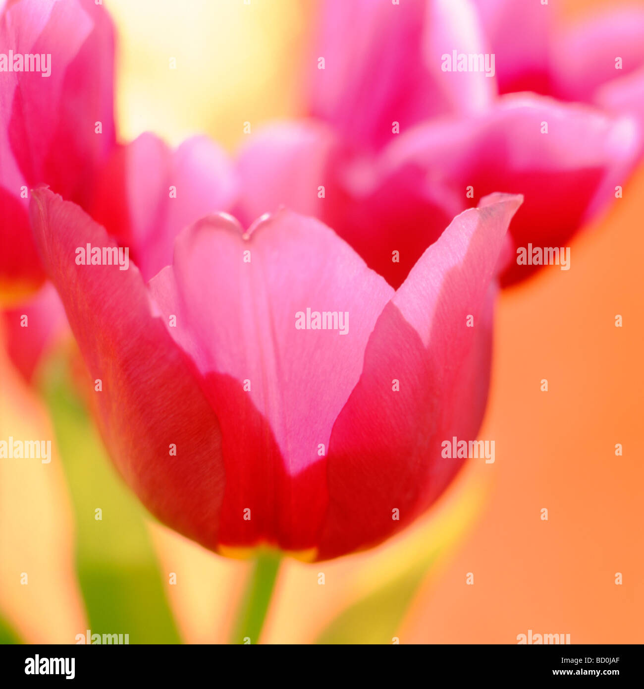 zeitgenössische Tulpen Kunstfotografie Jane Ann Butler Fotografie JABP274 Stockfoto
