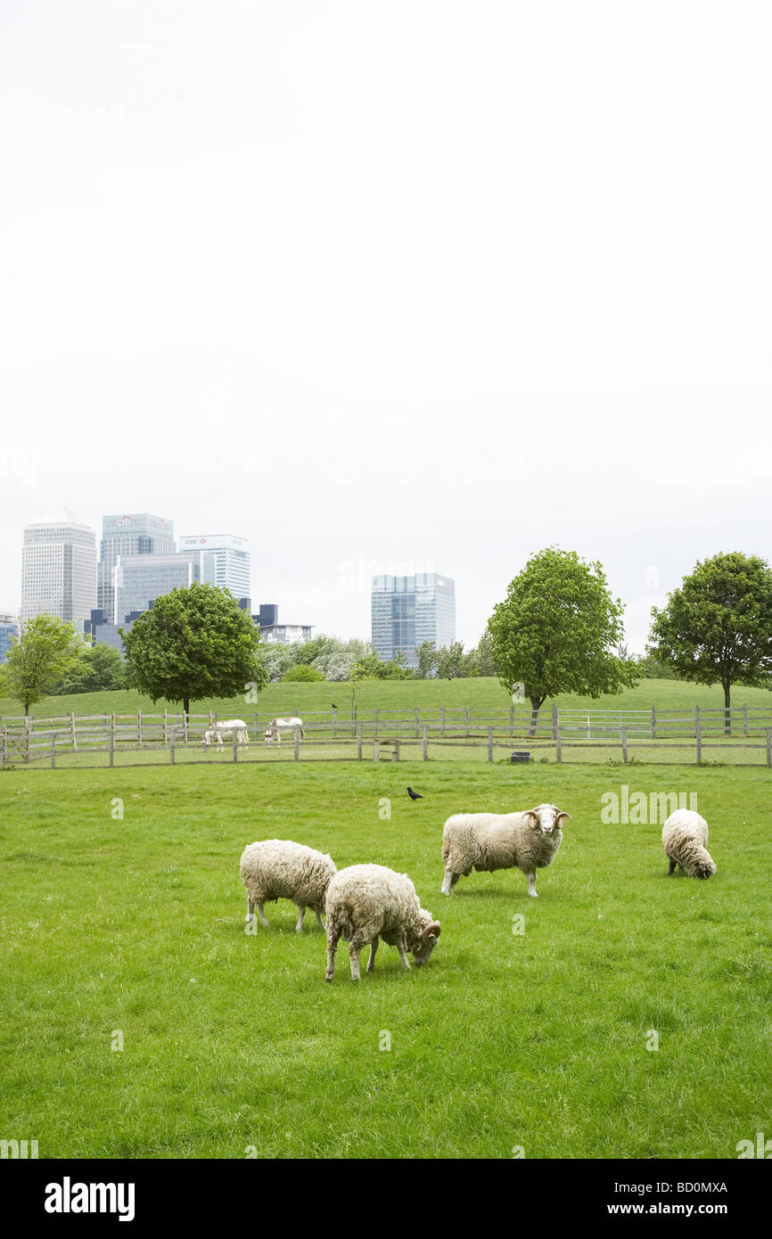 Schafe in ein Feld, in Mudchute Park und Hof mit den Wolkenkratzern von Canary Wharf im Hintergrund Stockfoto