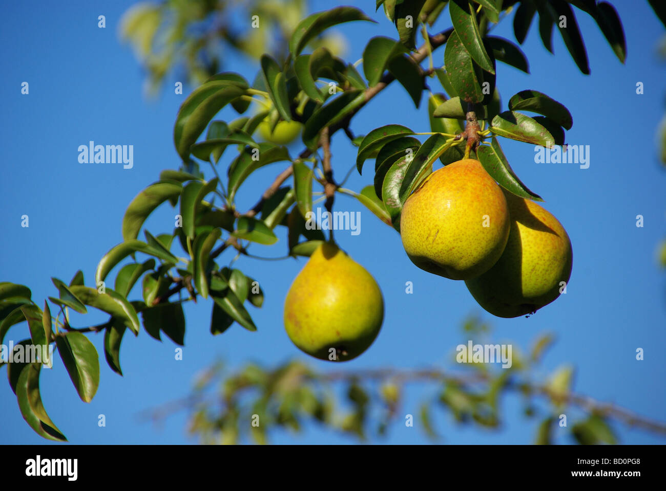 Birne Birne 07 Stockfoto