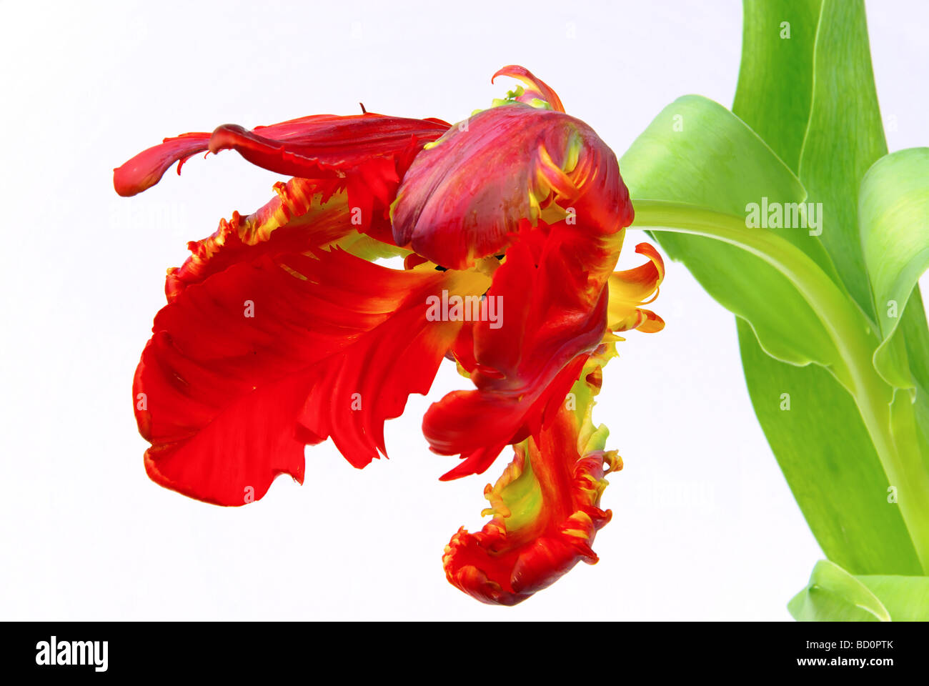 Tulpe-21 Stockfoto