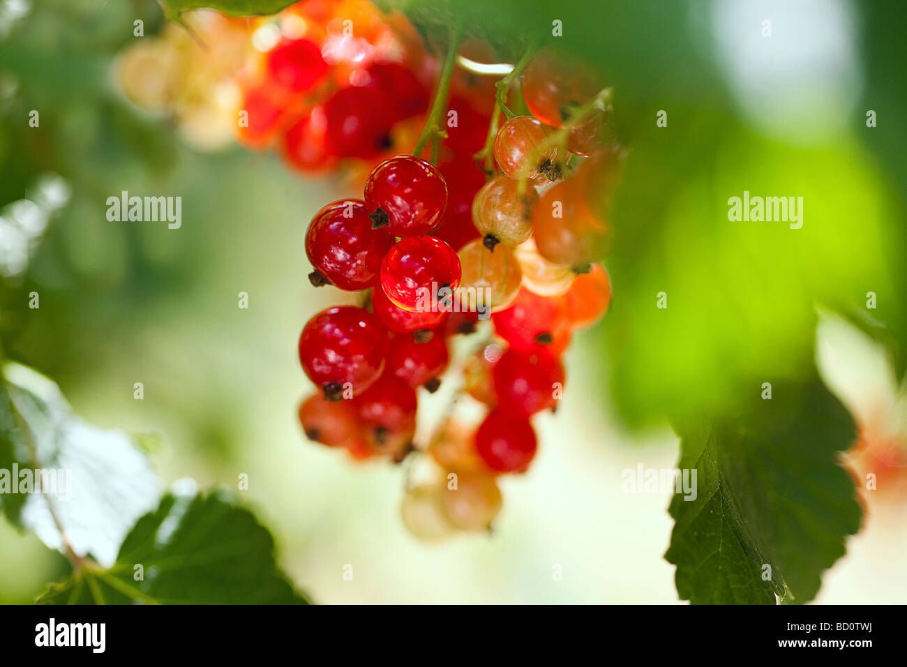 Netter Haufen von Johannisbeeren flach d o f Stockfoto