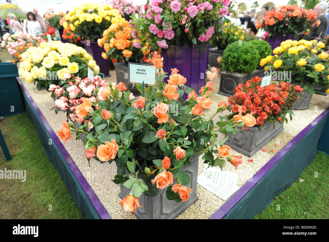 Blütenpracht RHS Tatton Park Blumenschau Knutsford Cheshire Stockfoto
